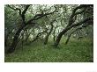 Twisted Trunks And Oak Branches, Big Tree Trail, Aransas National Wildlife Refuge, Texas by James P. Blair Limited Edition Pricing Art Print