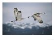 Pair Of Sandhill Cranes In Flight, With Wings In Opposite Positions, Island Park, Idaho by Michael S. Quinton Limited Edition Print