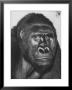 Gorilla by Nina Leen Limited Edition Pricing Art Print