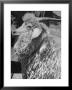 Angora Goat by Alfred Eisenstaedt Limited Edition Print
