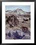 Petrified Forest National Monument by Nat Farbman Limited Edition Print