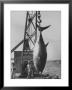 337 Lb. Tuna Caught At Cabo Blanco, Peru By Member Of The Cabo Blanco Fishing Club by Frank Scherschel Limited Edition Print
