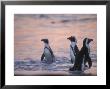 Jackass Penguin, Cape Town, South Africa by Stuart Westmoreland Limited Edition Print