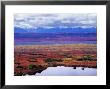 Two Moose In A Pond With Fall Tundra, Denali National Park, Alaska, Usa by Charles Sleicher Limited Edition Print