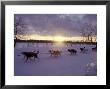 Dog Sled Racing In The Iditarod Sled Race, Alaska, Usa by Paul Souders Limited Edition Print