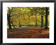 Trees In Autumn Colours And Park Bench Beside A Path At Clifton, Bristol, England, United Kingdom by Julia Bayne Limited Edition Print