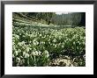 Carpet Of Snowdrops In Spring, Snowdrop Valley, Near Dunster, Somerset, England, United Kingdom by David Beatty Limited Edition Print