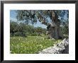 Olive Trees, Puglia, Italy, Europe by Terry Sheila Limited Edition Pricing Art Print