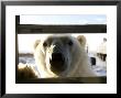 Polar Bear (Ursus Maritimus), Churchill, Hudson Bay, Manitoba, Canada by Thorsten Milse Limited Edition Print