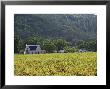 House In The Wine Growing Area Of Franschhoek, Cape Province, South Africa, Africa by Yadid Levy Limited Edition Print