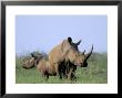 White Rhino (Ceratherium Simum) With Calf, Itala Game Reserve, South Africa, Africa by Steve & Ann Toon Limited Edition Pricing Art Print