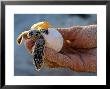 Baby Turtle, Ruta Maya, Mexico by Kenneth Garrett Limited Edition Pricing Art Print