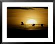 Silhouettes Of Sandhill Cranes, Bosque Del Apache National Wildlife Reserve, New Mexico, Usa by Arthur Morris Limited Edition Print