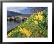 Daffodils By The River Tay And Wade's Bridge, Aberfeldy, Perthshire, Scotland, Uk, Europe by Kathy Collins Limited Edition Pricing Art Print