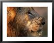 Close-Up Of A Lion (Panthera Leo), Mala Mala Game Reserve, Sabi Sand Park, South Africa, Africa by Sergio Pitamitz Limited Edition Print
