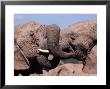 Two African Elephants (Loxodonta Africana) Wrestling, Addo National Park, South Africa, Africa by Ann & Steve Toon Limited Edition Print