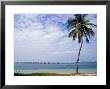 Palm Tree By Bay, Florida Keys, Florida by Terry Eggers Limited Edition Print