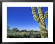 Bicycle Touring, Arizona, Usa by Chuck Haney Limited Edition Pricing Art Print