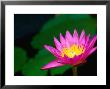 Lily Pond Flower New Orleans, Louisiana, Usa by John Hay Limited Edition Print