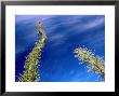 Boojum Tree Or Cirio, San Ignacio, Baja California Sur, Mexico by Brent Winebrenner Limited Edition Print