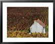 Autumn Vineyards And Farmhouse, Cote De Beaune, Beaune, Burgundy, France by Oliver Strewe Limited Edition Print