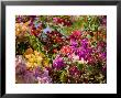 Bougainvillea Flowers Of Mixed Colors, French Polynesia by Tim Laman Limited Edition Print