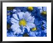 Close View Of Dyed Blue Dasies, Ventura, California by Stacy Gold Limited Edition Print