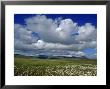 Iceland: Cumulus Louds Over Green Landscape With White Wildflowers by Brimberg & Coulson Limited Edition Pricing Art Print