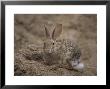 Desert Cottontail Rabbit At The Henry Doorly Zoo, Omaha Zoo, Nebraska by Joel Sartore Limited Edition Pricing Art Print