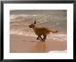 Dog Runs On The Beach, Hawaii by Stacy Gold Limited Edition Print