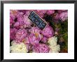 Peonies Flowers Being Sold At A Market, Paris, France by Brimberg & Coulson Limited Edition Pricing Art Print
