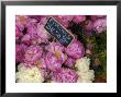 Peonies Flowers Being Sold At A Market, Paris, France by Brimberg & Coulson Limited Edition Print