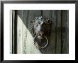 Lion's Face Door Knocker At The Arsenale In Venice, Italy by Todd Gipstein Limited Edition Print