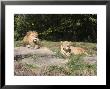 Pair Of Lions In The Pittsburgh Zoo, Pennsylvania by Stacy Gold Limited Edition Print