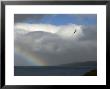 Rainbow And Wandering Albatross, Prion Island, South Georgia by Ralph Lee Hopkins Limited Edition Print