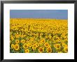 Sunflowers In Full Bloom, Colorado by Michael S. Lewis Limited Edition Pricing Art Print