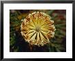 The Cylindrical Banksia Flower With Detail Of Its Stamen And Petals, Jamieson, Australia by Jason Edwards Limited Edition Print