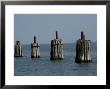 Wooden Pilings At A Ferry Dock by Todd Gipstein Limited Edition Print