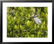 Yellow-Crowned Night Heron In A Mangrove Tree, Tampa Bay, Florida by Tim Laman Limited Edition Print