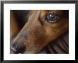 Close Up Of The Face Of A Dachshund by David Evans Limited Edition Print