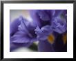 Close Up Of Iris Flowers by David Evans Limited Edition Pricing Art Print