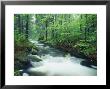 Fast Moving Stream Cuts Through A Beautiful Lush Forest by Norbert Rosing Limited Edition Print