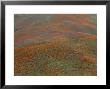 Aerial View California Poppies by Marc Moritsch Limited Edition Print
