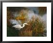 Unusual White-Tinged Great Blue Heron, Ardea Herodias by Raymond Gehman Limited Edition Print