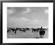 View Of Horses Grazing On The Flat Hungarian Plains That Pastures Some 90,000 Horses by Margaret Bourke-White Limited Edition Print