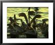 Pelicans In The Sunset At Key Biscayne, Florida by George Silk Limited Edition Print