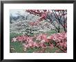 Flowering Dogwood by Henry Groskinsky Limited Edition Pricing Art Print