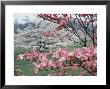 Flowering Dogwood by Henry Groskinsky Limited Edition Print