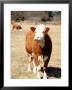 Simmental Beef Cattle by Ray Hendley Limited Edition Print