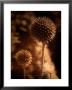Sepia Dandelions by Robert Cattan Limited Edition Print